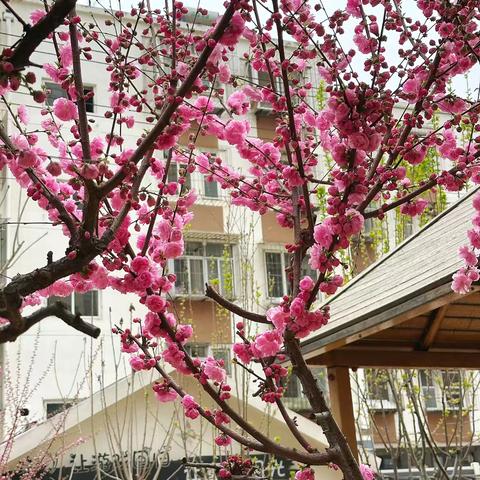 邂逅春天 寻找美好 ‍                              ——路北八幼中一班 ‍ ‍