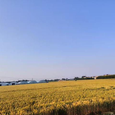 假如我是一只鸭子