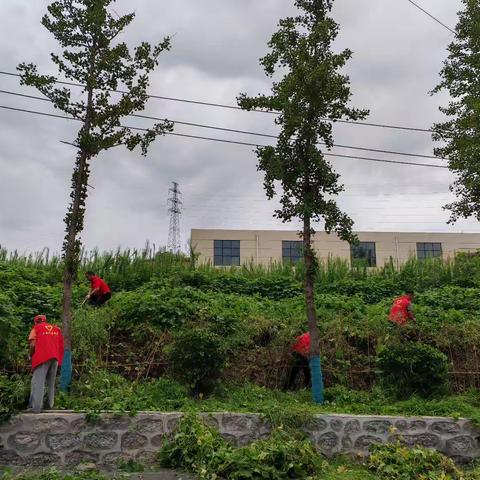 行动践真心    除草助绿化