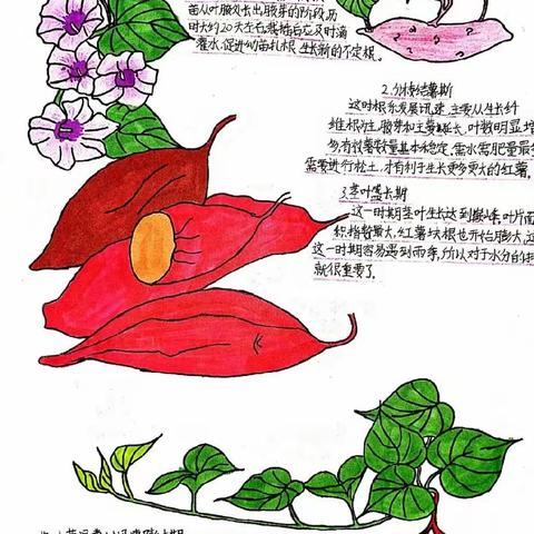 【全环境立德树人】秋收“食”节“薯”你最棒——莱阳市躬家庄初级中学劳动实践活动