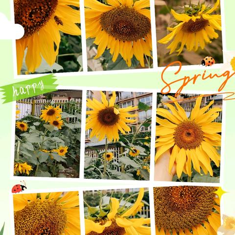 你好！向日葵！