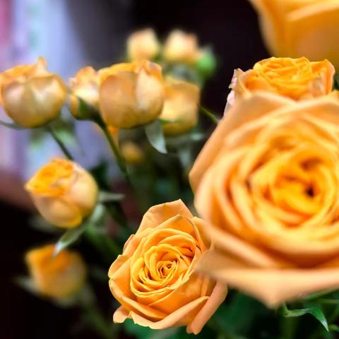 书与花的日常小确幸