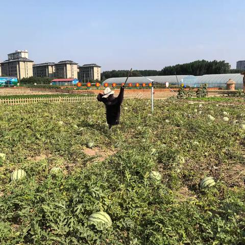 童孙未解供耕织，也傍桑阴学种瓜—记郑开小学劳动实践基地“快乐摘瓜”活动