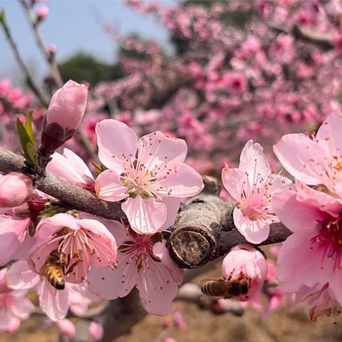 又是一年春三月，桃花盛开春意浓