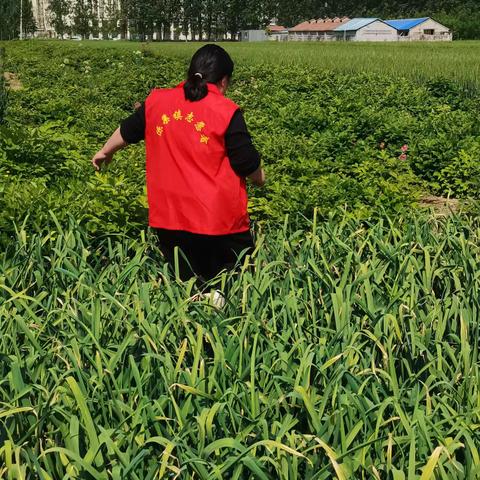 鲁西新区陈集镇何庄村新时代文明实践站开展“禁种罂粟全方位踏查”活动