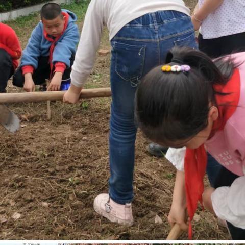 【课题动态02】从“课本”到“生活”，小菜园大魅力——开辟校内劳动实践基地