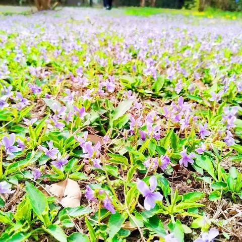 花开成诗，春季校园美景大赏