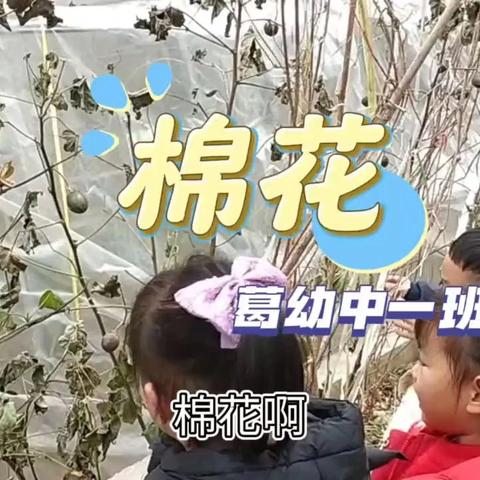 [侬乐园课程]棉花