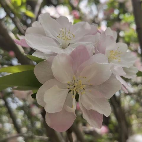 花终会开，只待花期。