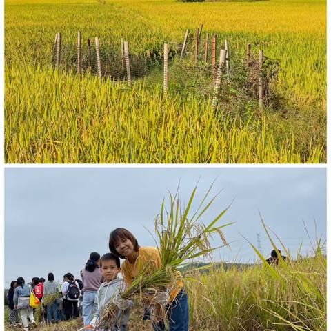 稻田的故事