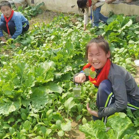 劳动砺心志 实践促成长——开封市祥符区第三实验小学劳动基地实践活动体验