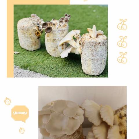 嗨！我的蘑菇君