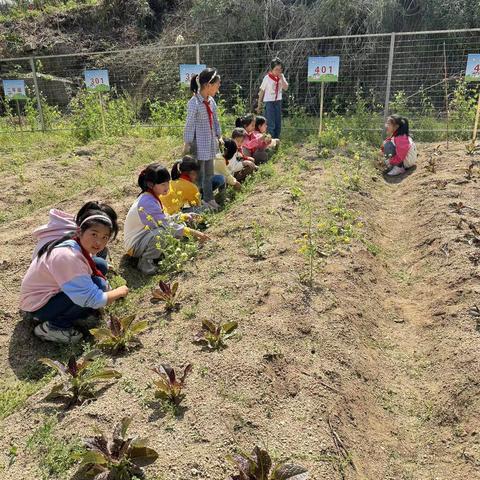 蔬香为伴，勤满校园 ——黄柏中心小学春季种菜劳动实践活动