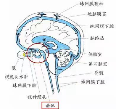 颅骨缺损的健康教育