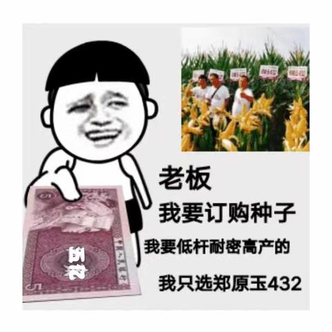 高产玉米种子郑原玉432太平镇火热抢购——枣阳市集中兑现第11场圆满成功