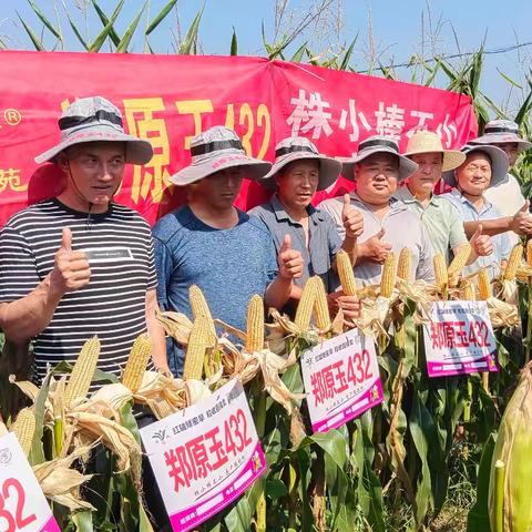 新春送祝福，良种助丰收——郑原玉432给大家拜年啦！