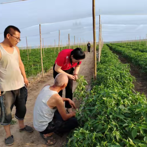 科技特派员开展农业科技服务活动 精准服务企业协议种植户