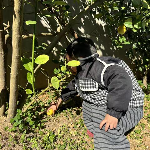【课题动态】项目课程：幼遇柠檬——湘东区中心幼儿园“种子”课程实践探究纪实