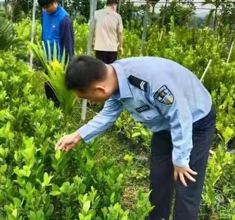 【毒品原植物零容忍】白沙县县政法委开展禁种铲毒踏查工作