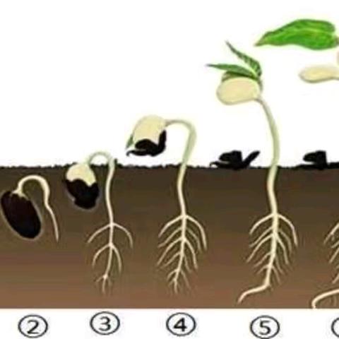 四季豆养成记——记小二班种植活动