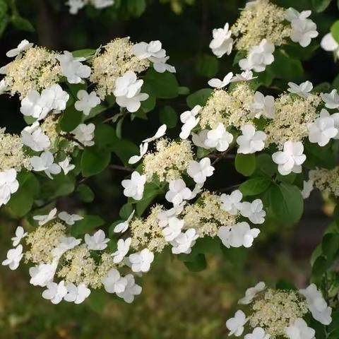 我的树朋友之“琼花”