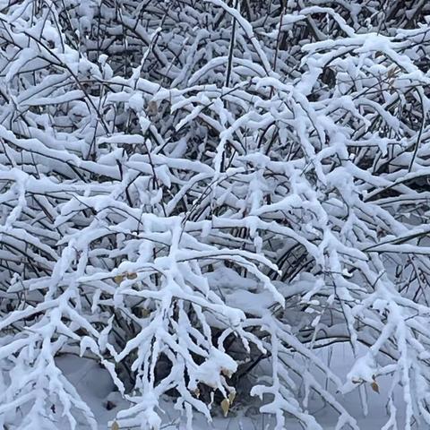 邹平市韩店镇中心幼儿园小五班生活化班本课程—《邂逅冬雪，童趣无限》