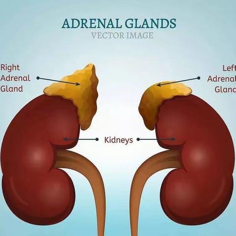 健康大讲堂——肾上腺相关性高血压