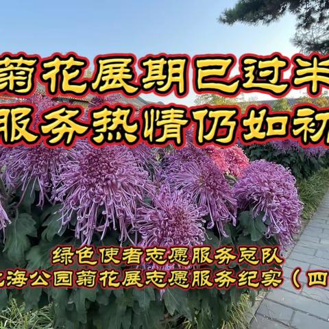 菊花展期已过半 服务热情仍如初