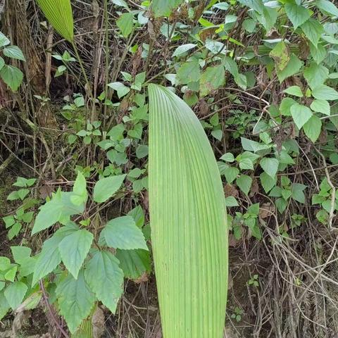 养生馆       药膳   仙茅炖肉