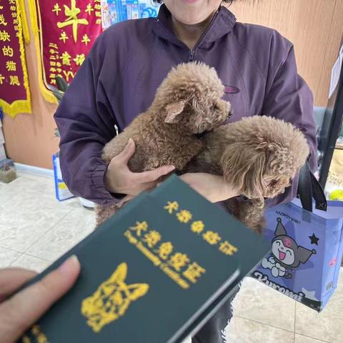 动物免疫全覆盖，文明养宠新风尚——漳浒寨街道开展春季动物集中免疫工作