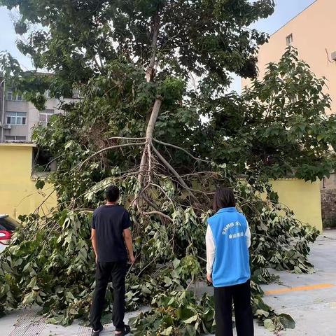 榆山街道云翠社区：断枝高挂“悬”人心，及时处理“剪”隐患