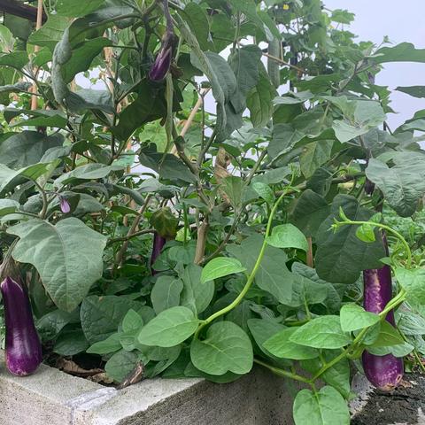 “ 耕读园”劳动日记系列