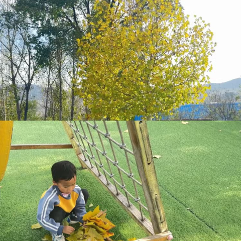 丰阳镇白石完小幼儿园班本课程《幼儿园里的法桐树》