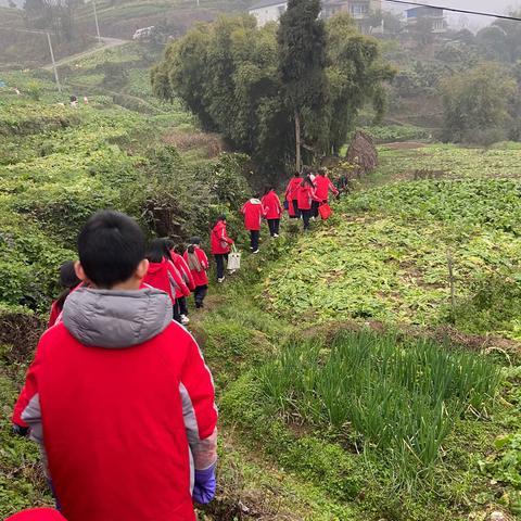 社会实践活动—助农砍菜头