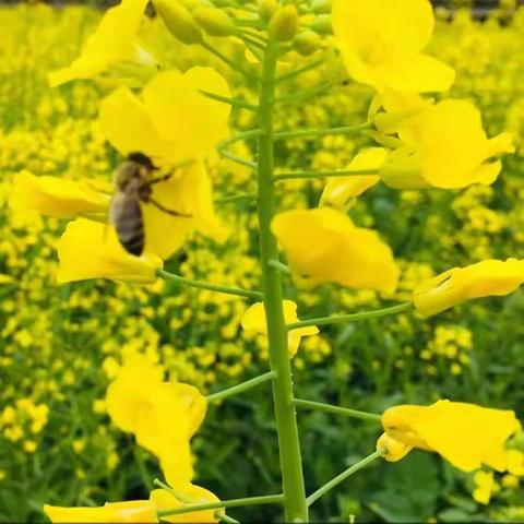 【墨乡朴素教育】邂逅烂漫春光  漫步油菜花海  木石镇峭村幼儿园