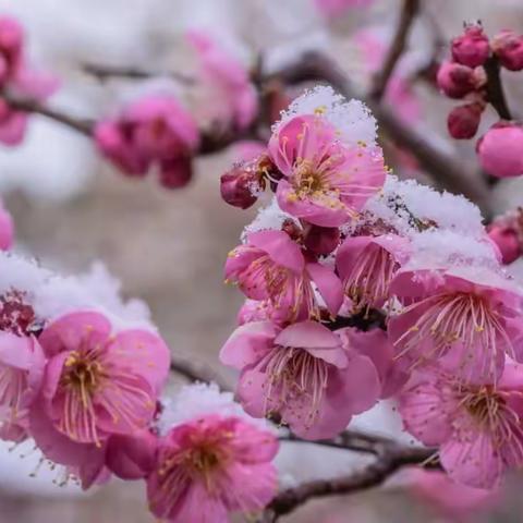 示引领范同奋进 砥砺前行共芬芳 —记太阳镇中心小学语文示范课活动