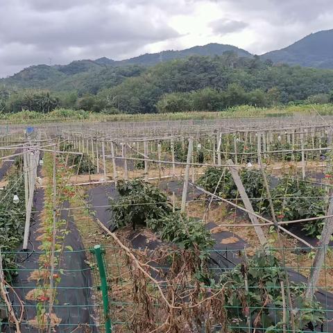 五指山市毛道乡持续开展大气污染防治巡查工作