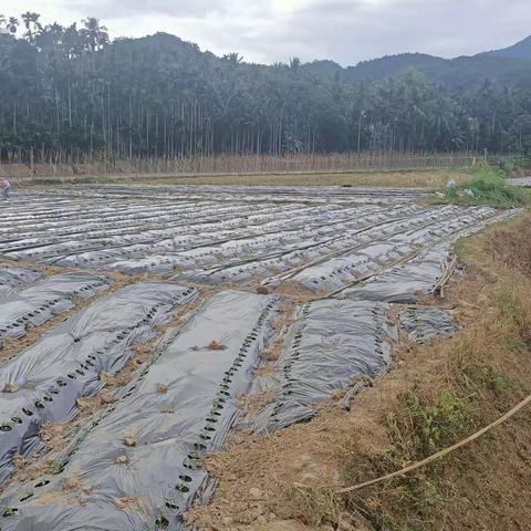 五指山市毛道乡持续开展大气污染防治巡查工作