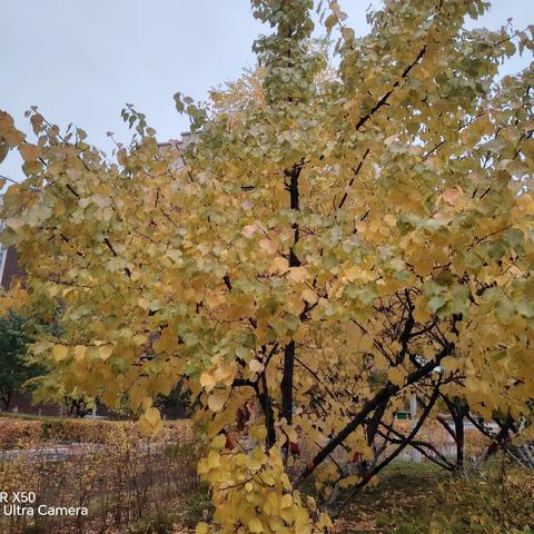 金秋时节叶纷飞 ﻿满目金黄映斜阳 睿亨物业十月 工作简报