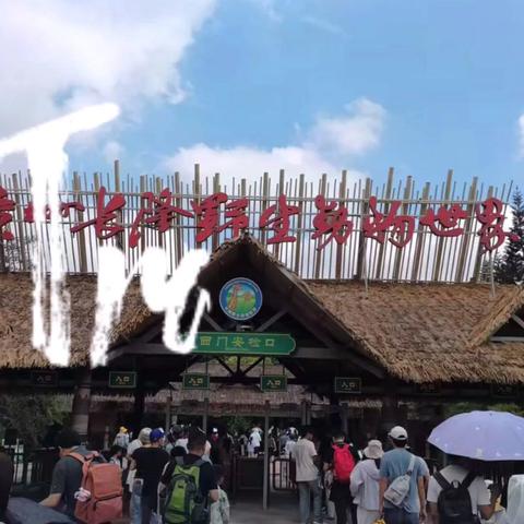 国庆暴走计划：从羊城早茶到椰岛海风