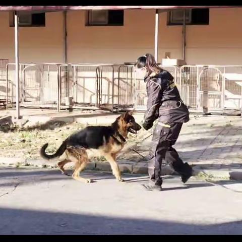 裕华分局刑警大队冬季练兵与警犬并肩作战