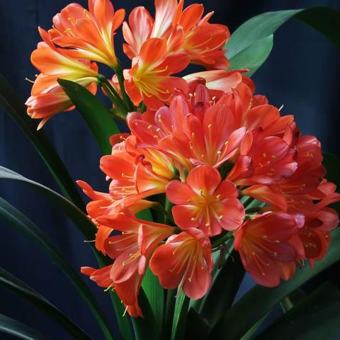 花卉集