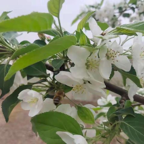 赴一场繁华似锦的浪漫之约《梨花节》