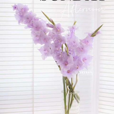 红红火火的文章