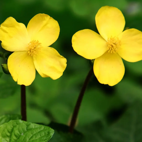 第十届心理咨询师个人成长及执业督导班