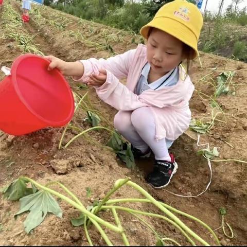 秋日农耕会·一起“趣”挖薯——童乐幼儿园第一届红薯采摘节