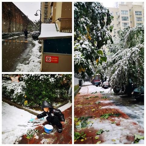 瑞雪纷飞至，物业除雪暖人心