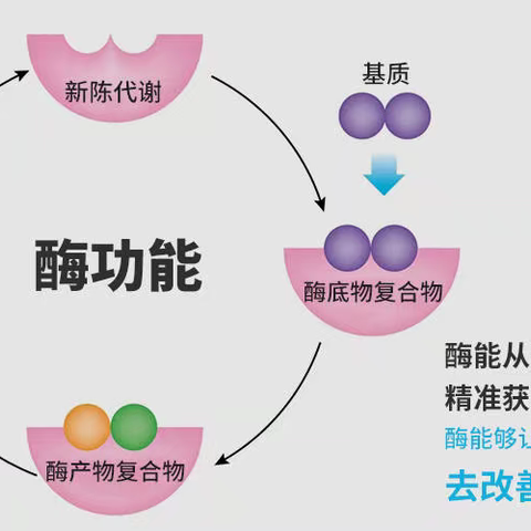 酶的历史长河