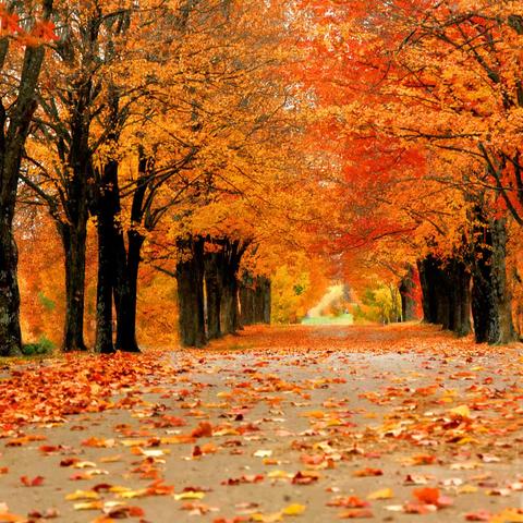 金秋拾趣，触摸落叶小花——北杨庄小学幼儿园秋天主题活动