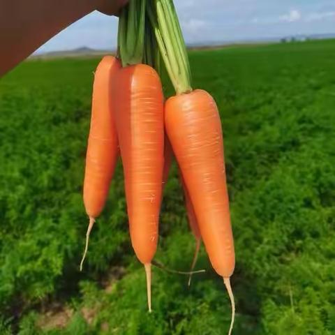 《可爱的胡萝卜🥕》——中兴童星幼儿园中班手工课